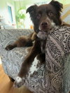 Jazzper - Photo 4