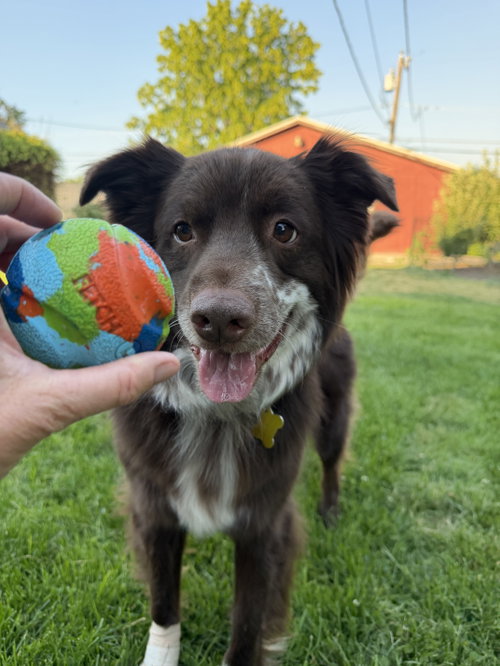 Jazzper, an adoptable Australian Cattle Dog in Sandy, UT
