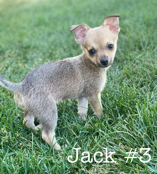 Jack #3