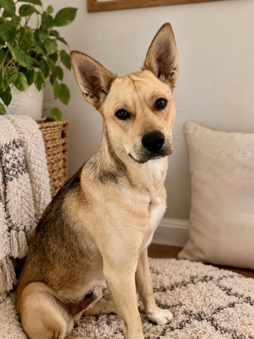 Mortey, a dog for adoption from Rescue Rovers Dog Adoptions