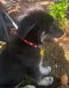 Thunderdog