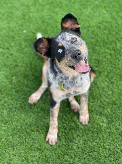 Love Lucy, an adoptable Border Collie in Sandy, UT