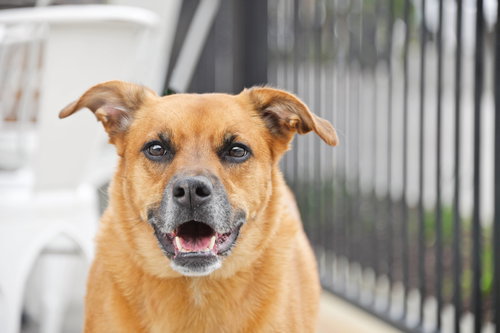 Rae, an adoptable Labrador Retriever in Sandy, UT