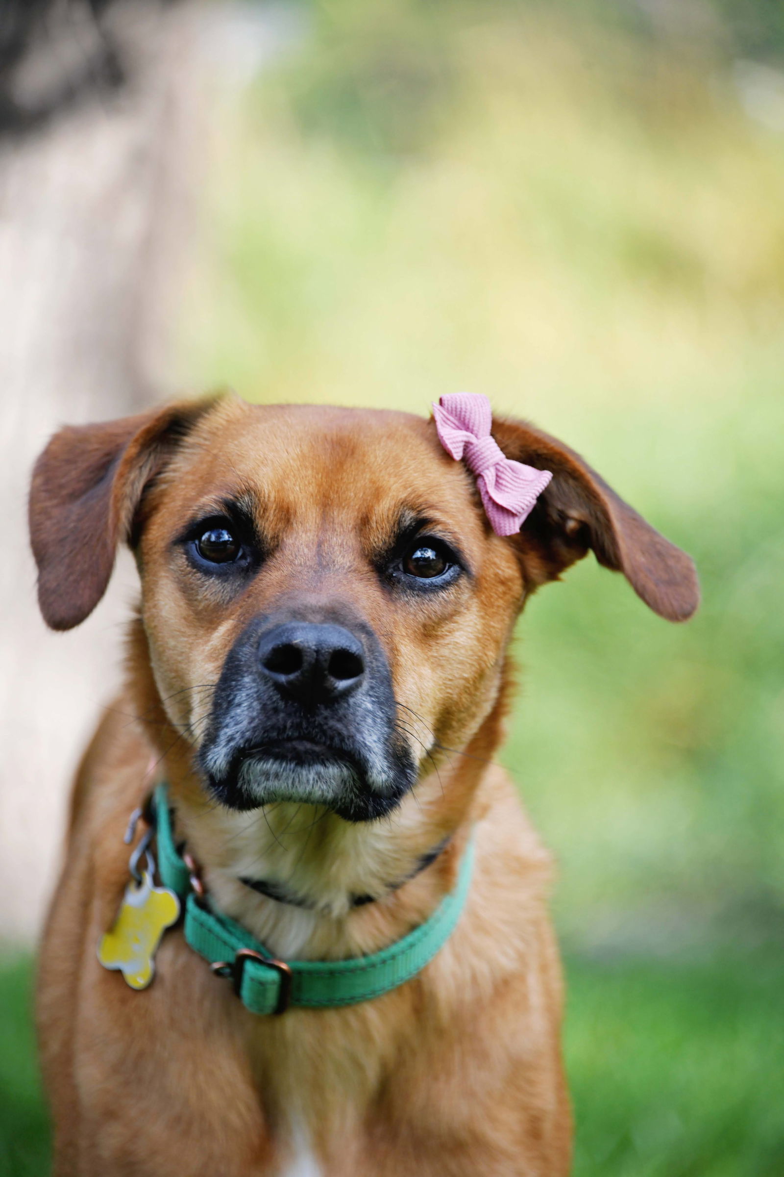 adoptable Dog in Sandy, UT named Rae