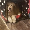 Macey Lou
