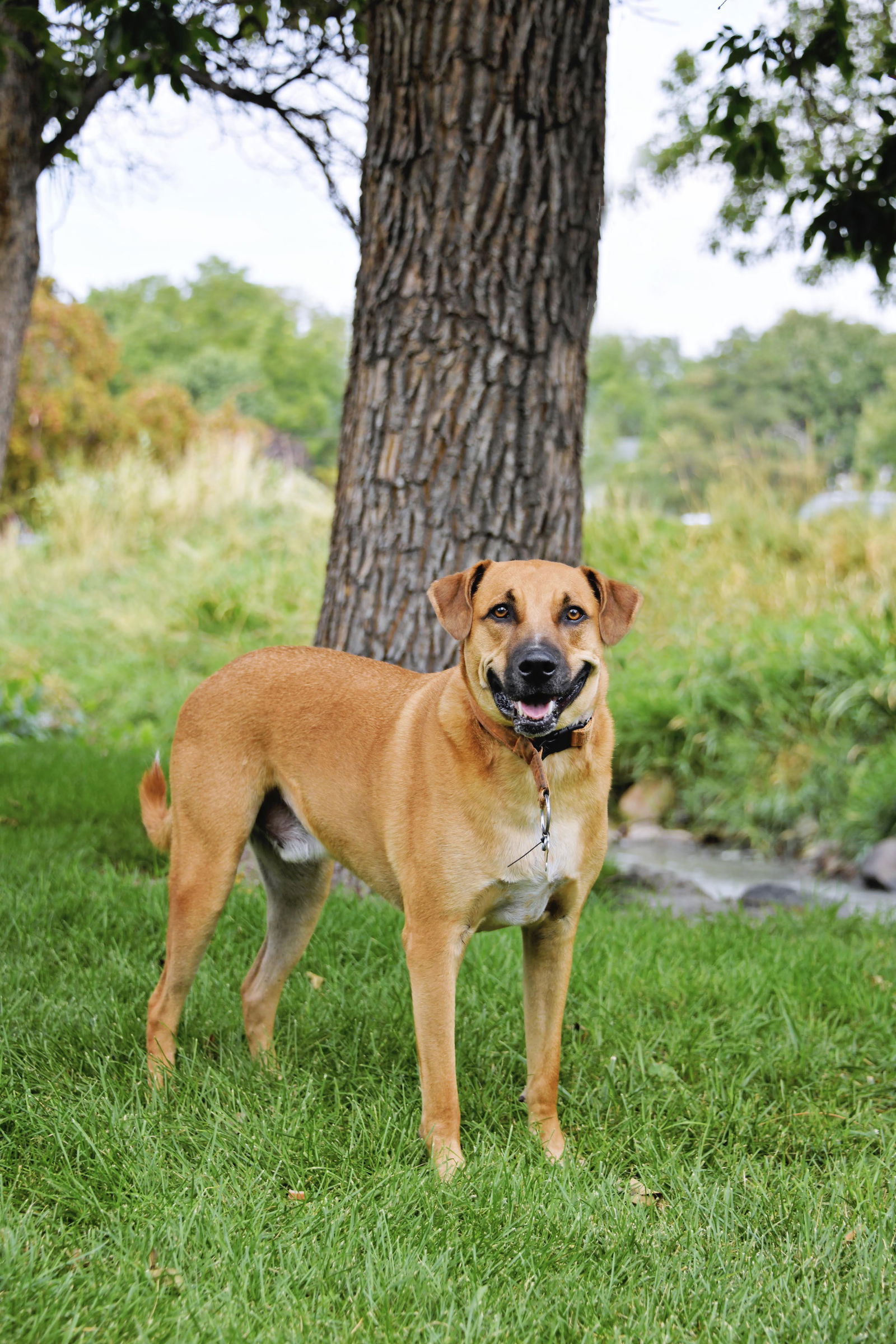 adoptable Dog in Sandy, UT named Alister