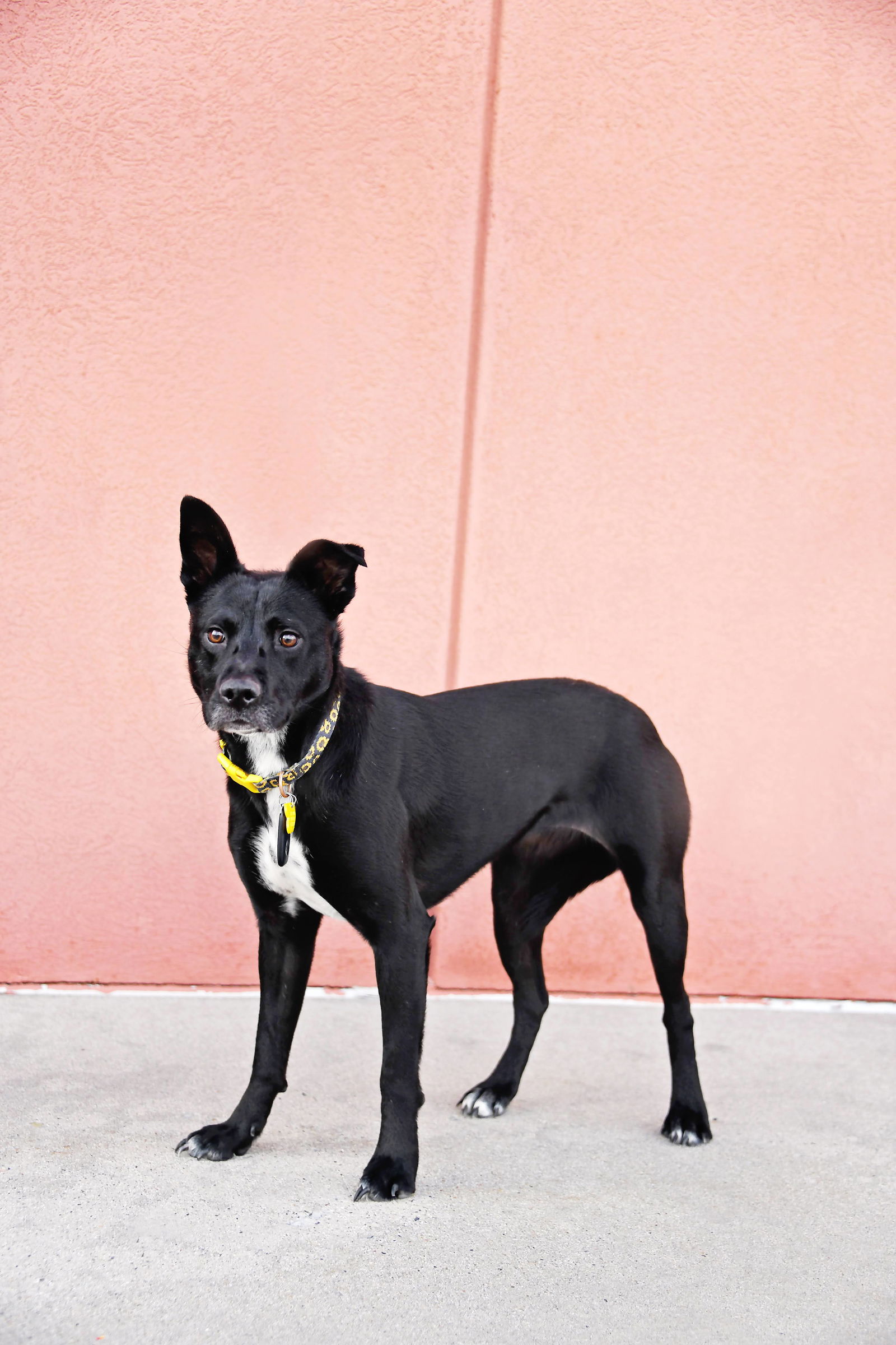 adoptable Dog in Sandy, UT named Shadesaurus