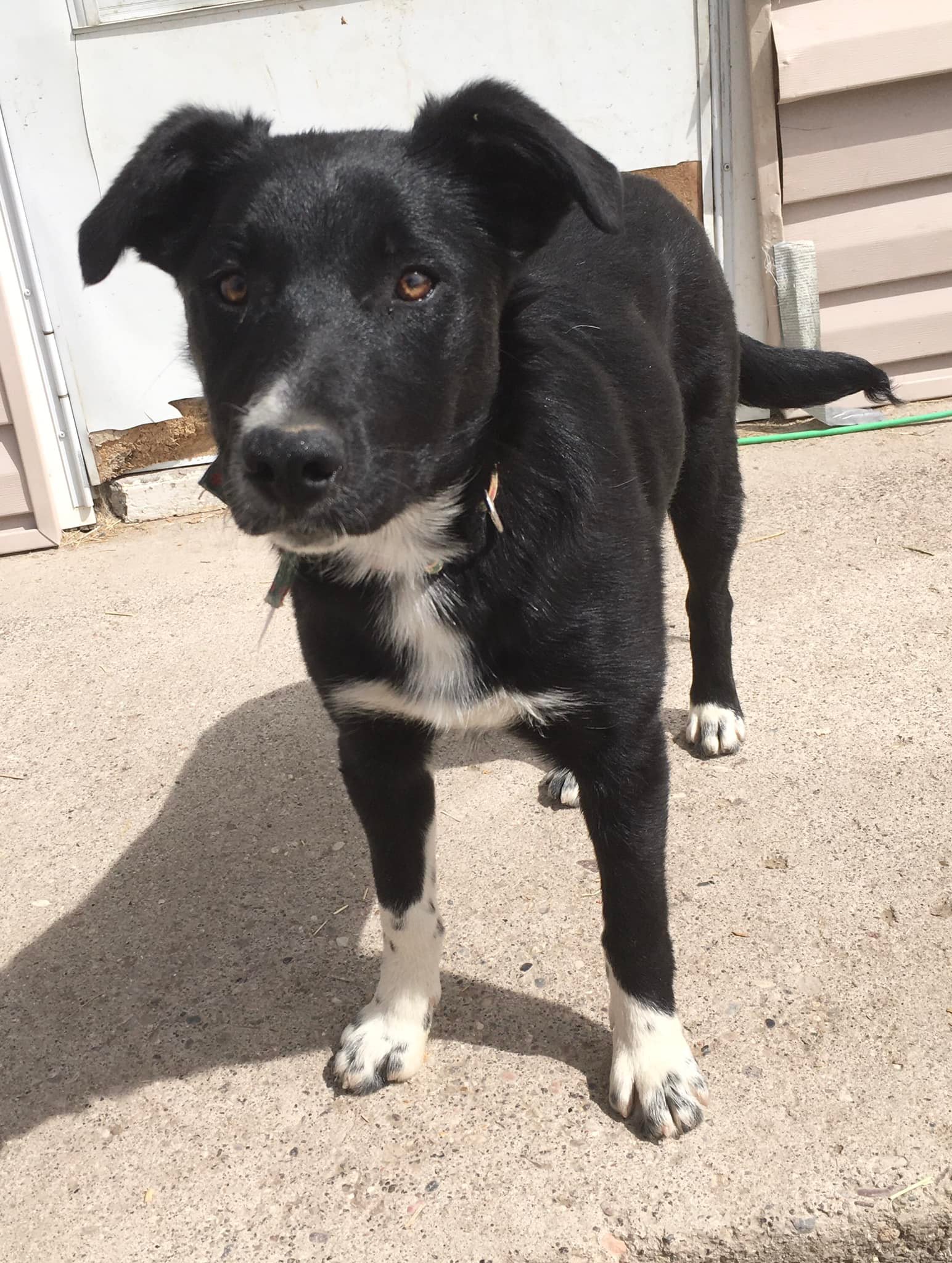 Dog for Adoption - Cuddle Bug, a Border Collie in South Weber, UT ...