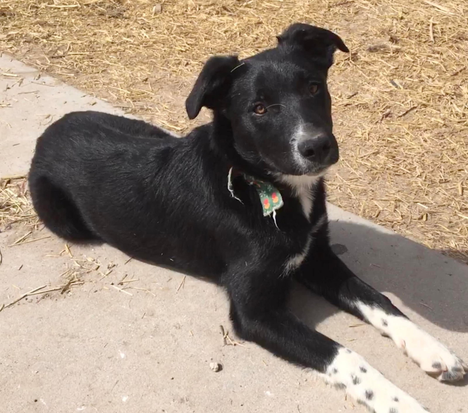 Dog for Adoption - Cuddle Bug, a Border Collie in South Weber, UT ...