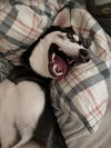 Aska