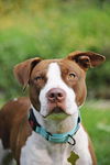 adoptable Dog in Sandy, UT named Ireland Skye