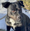 Beautiful Brutus
