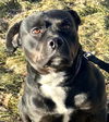 Beautiful Brutus