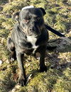 Beautiful Brutus