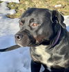 Beautiful Brutus