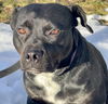 Beautiful Brutus