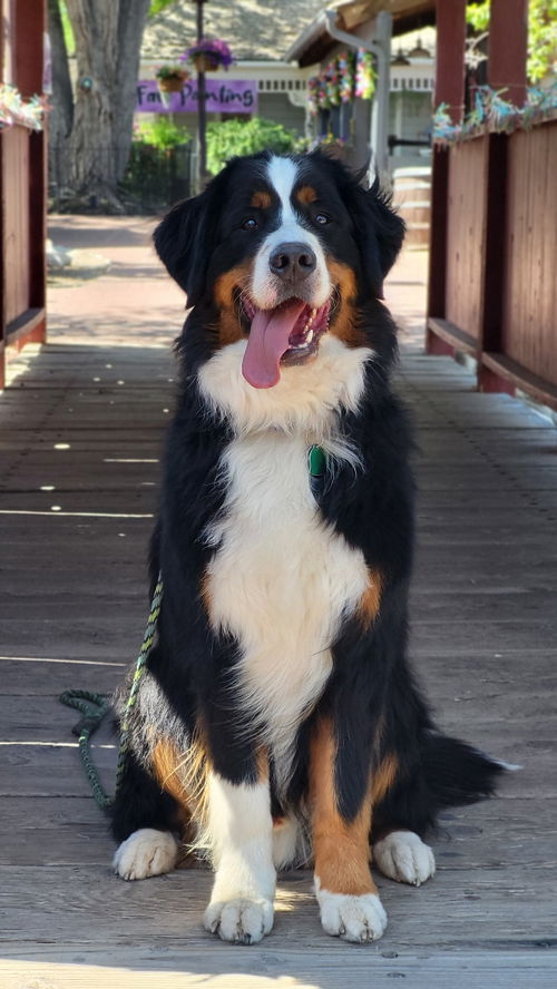 Roman Berner