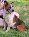 Scout da puppy