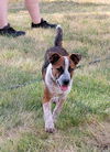 Scout da puppy