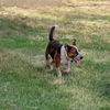 Scout da puppy