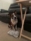 Scout da puppy