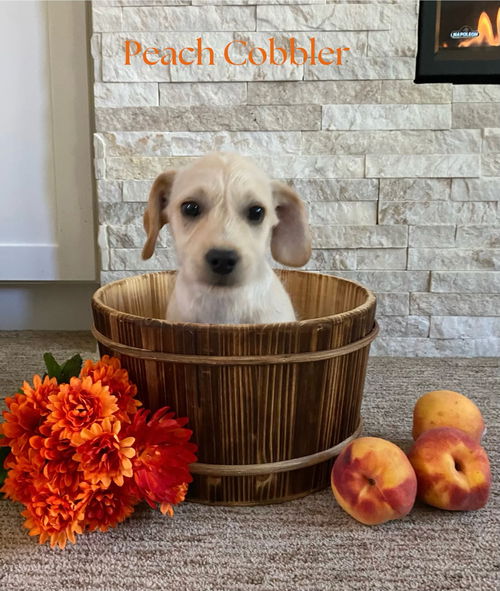 Peach Cobbler