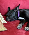 Vampirina
