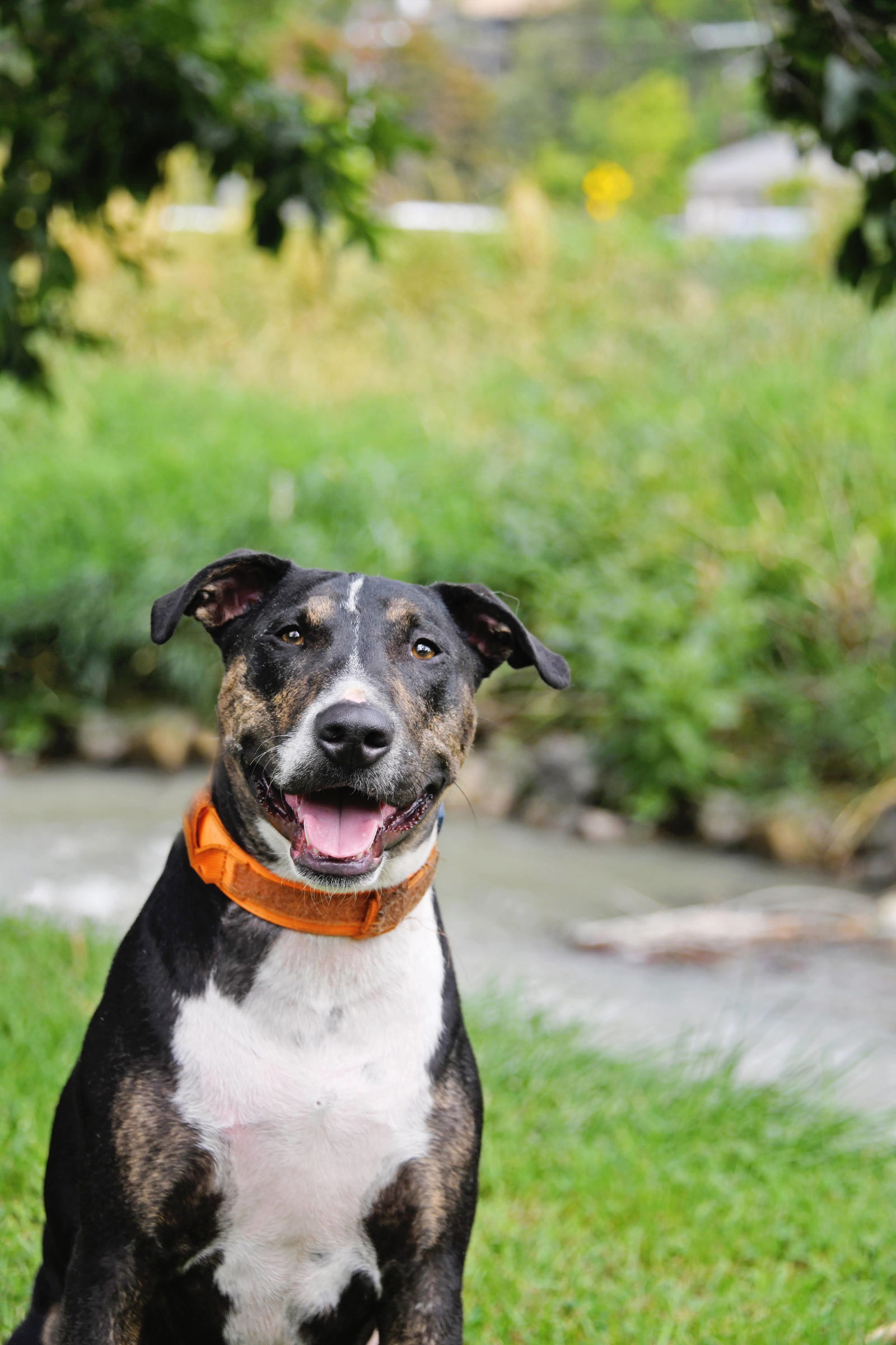 adoptable Dog in Sandy, UT named Tase