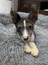 Schnookums