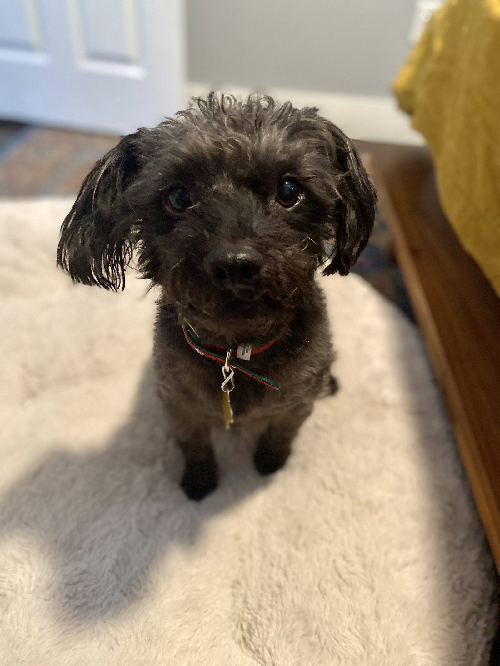 Dog for Adoption - Tatsu, a Terrier in South Ogden, UT | Alpha Paw