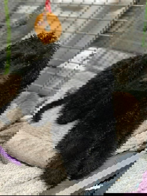 T'Challa