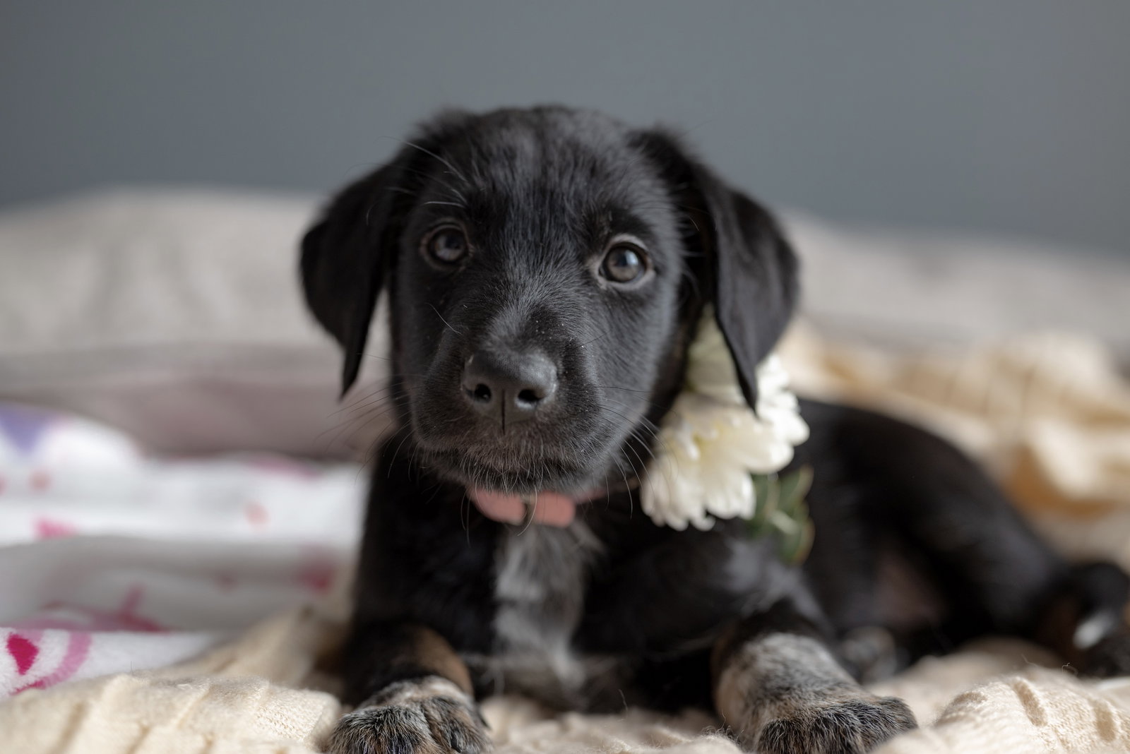 Dog for Adoption Boron, a Terrier in Wasatch County, UT Alpha Paw