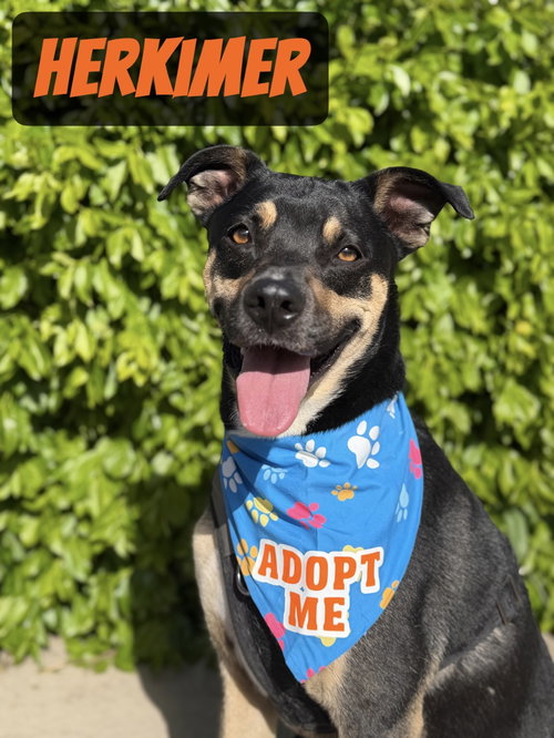 Herkimer, an adoptable Shepherd in Sandy, UT