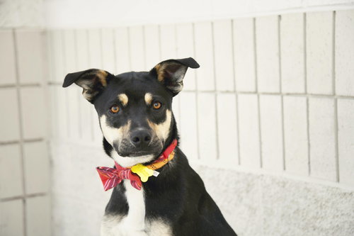 picture of the dog needing adoption
