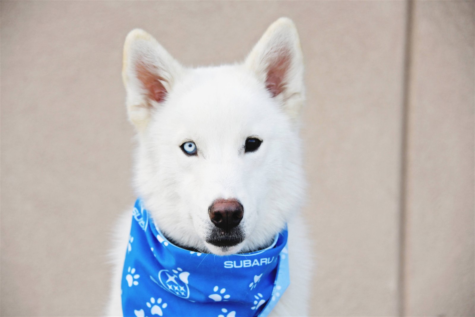 adoptable Dog in Sandy, UT named Inari