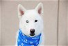 adoptable Dog in  named Inari