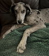 Love Bluey