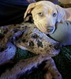 Love Bluey