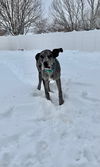 Love Bluey