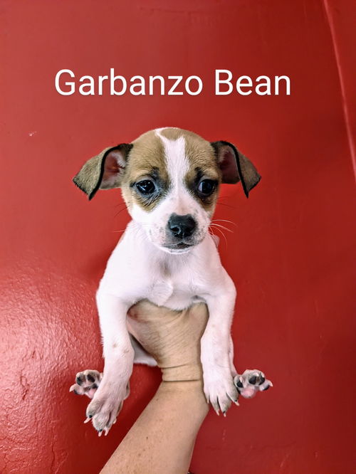 Garbanzo Bean