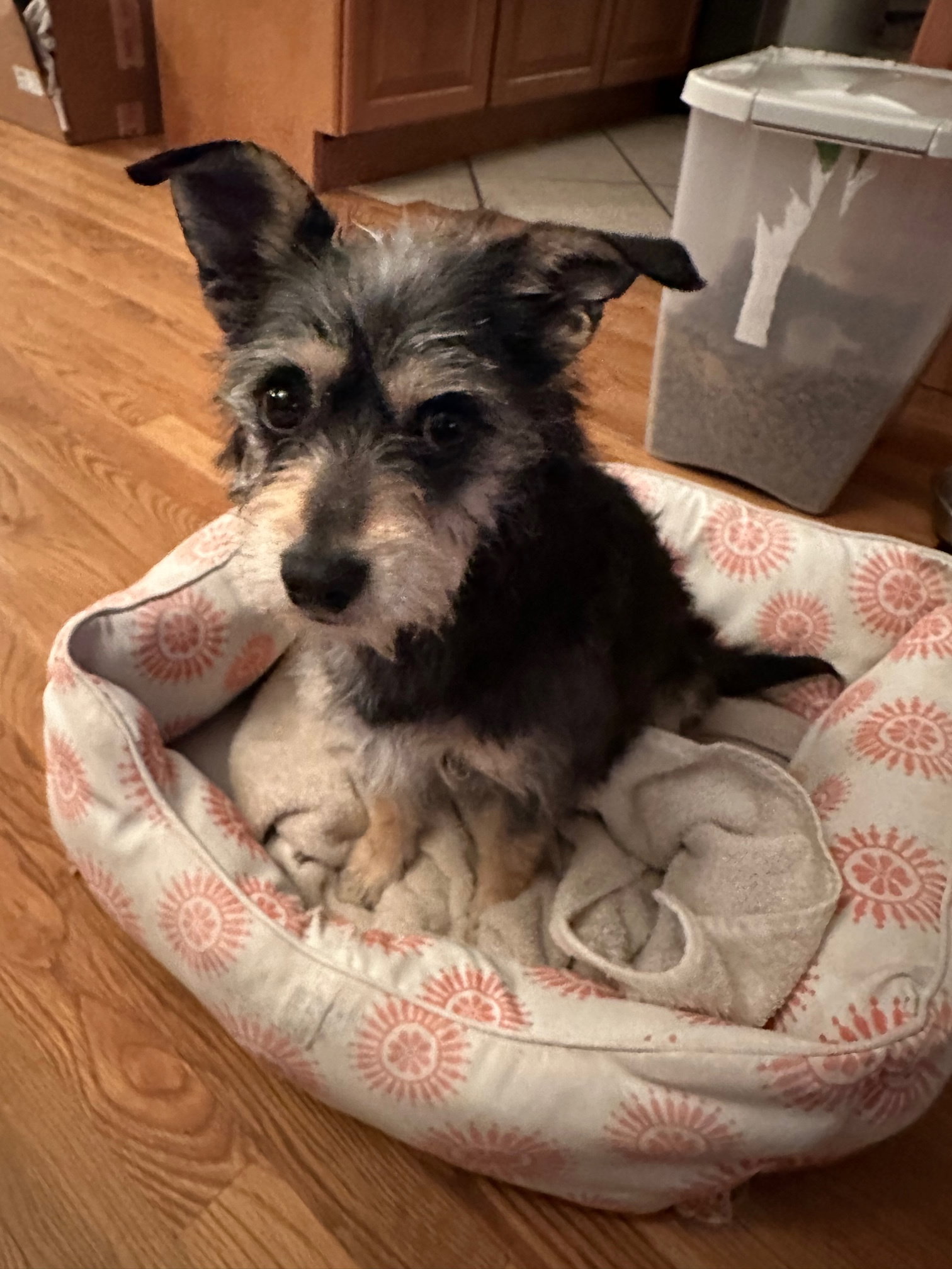 Dog for Adoption Black Pepper, a Toy Terrier in Orem, UT Alpha Paw