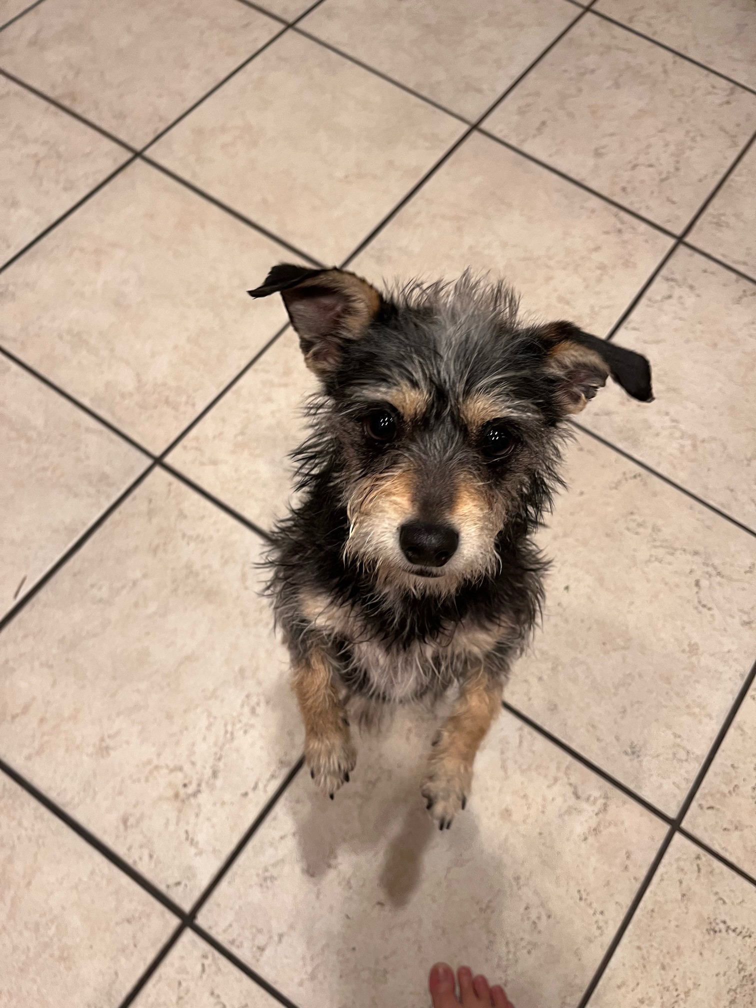 Dog for Adoption Black Pepper, a Toy Terrier in Orem, UT Alpha Paw