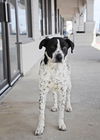 Mr. Spots