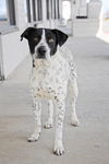 Mr. Spots