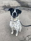 Mr. Spots
