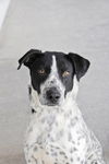 Mr. Spots
