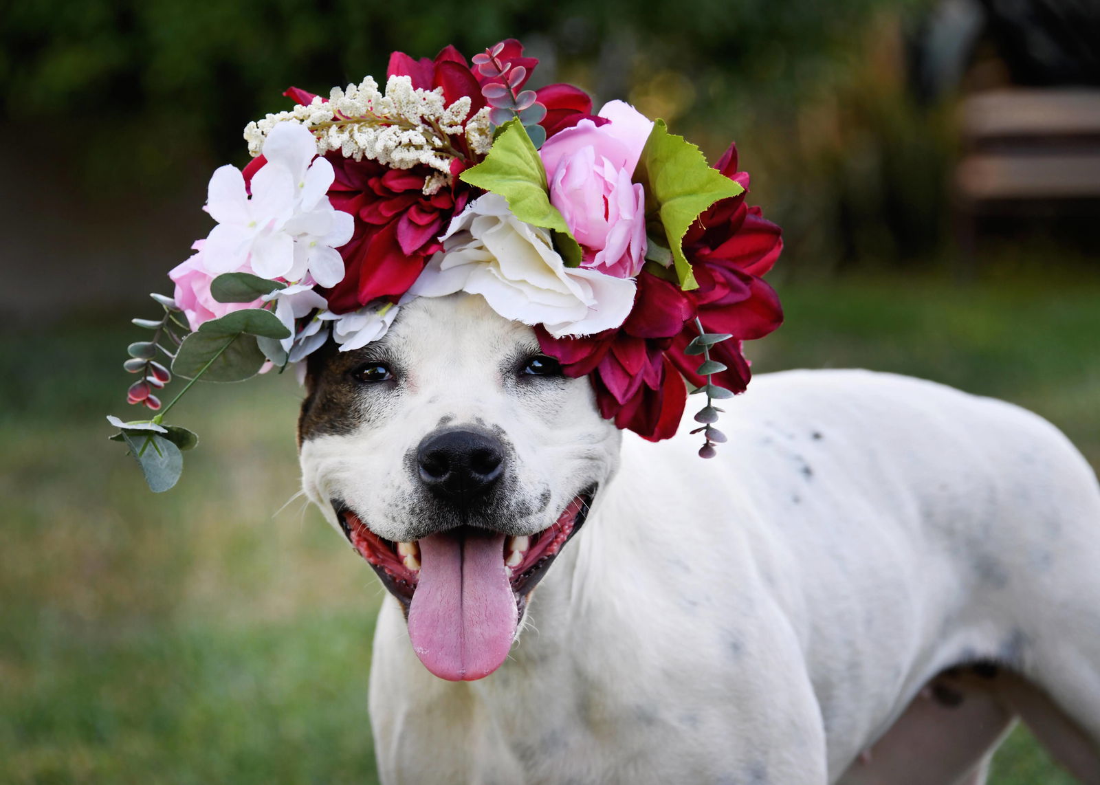 adoptable Dog in Sandy, UT named Luna Lovebug