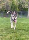 adoptable Dog in Sandy, UT named Timo