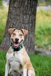 adoptable Dog in Sandy, UT named Olive M