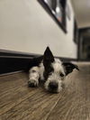 Cowie